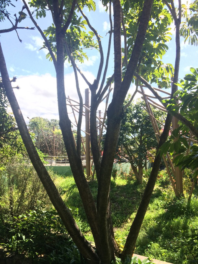 Orangutan & Siamang Exhibit 1