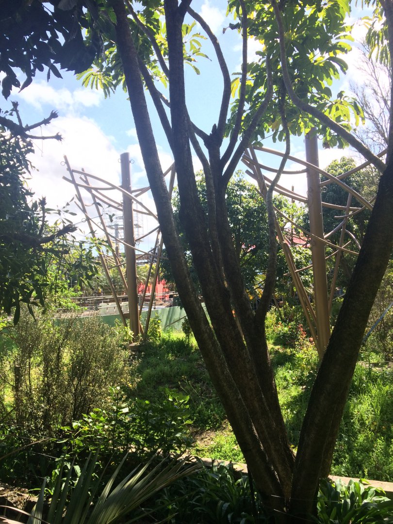 Orangutan & Siamang Exhibit 3