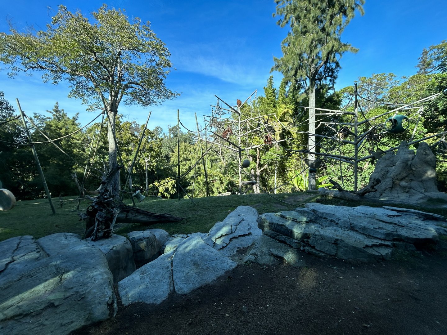 Orangutan & Siamang Exhibit - Absolutely Apes