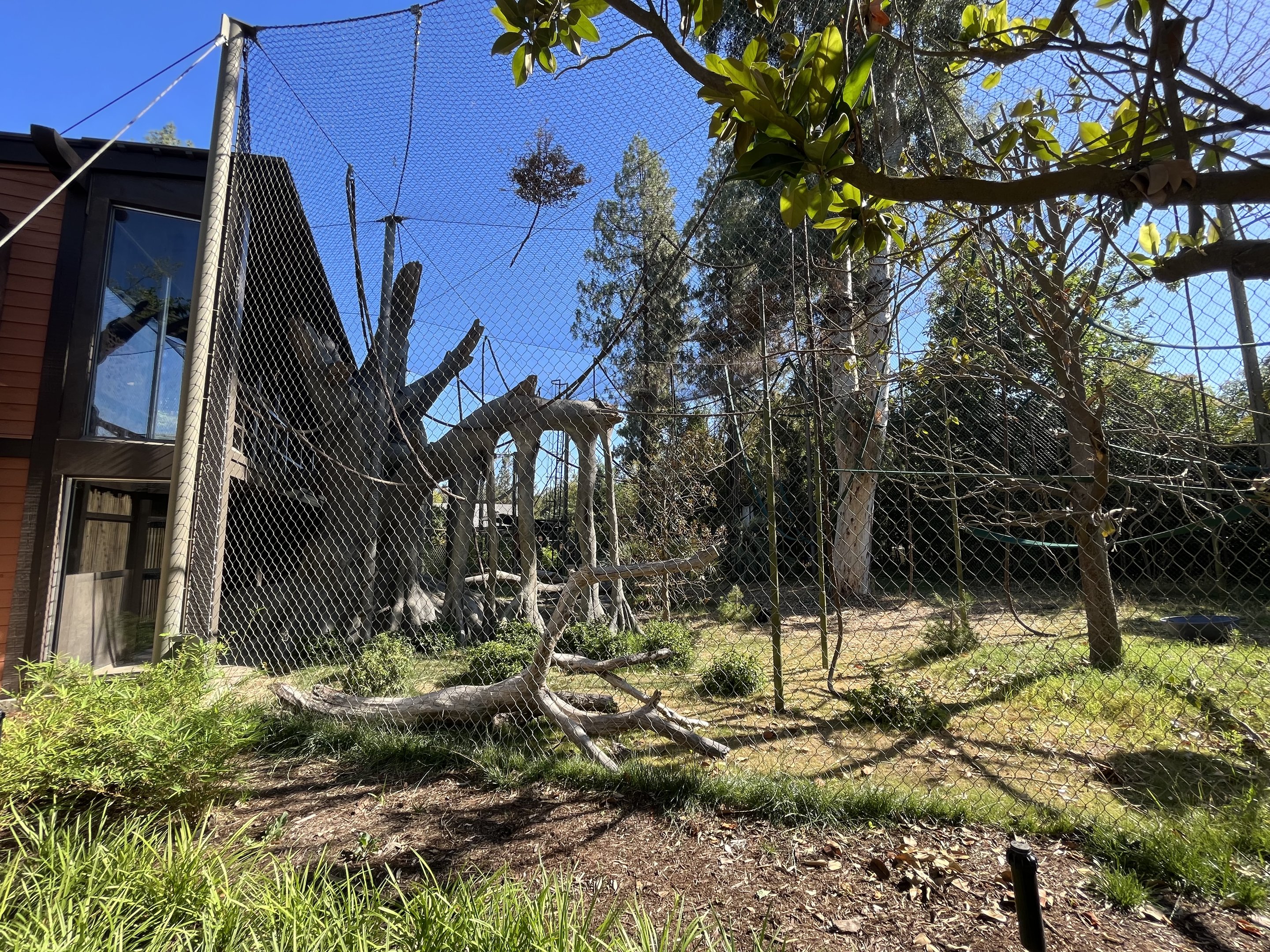 Orangutan/Siamang Exhibit - Renovated in 2023