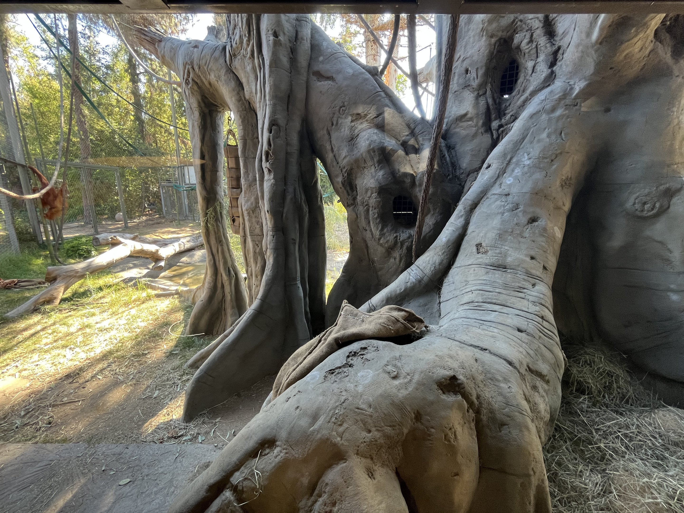 Orangutan/Siamang Exhibit - Renovated in 2023