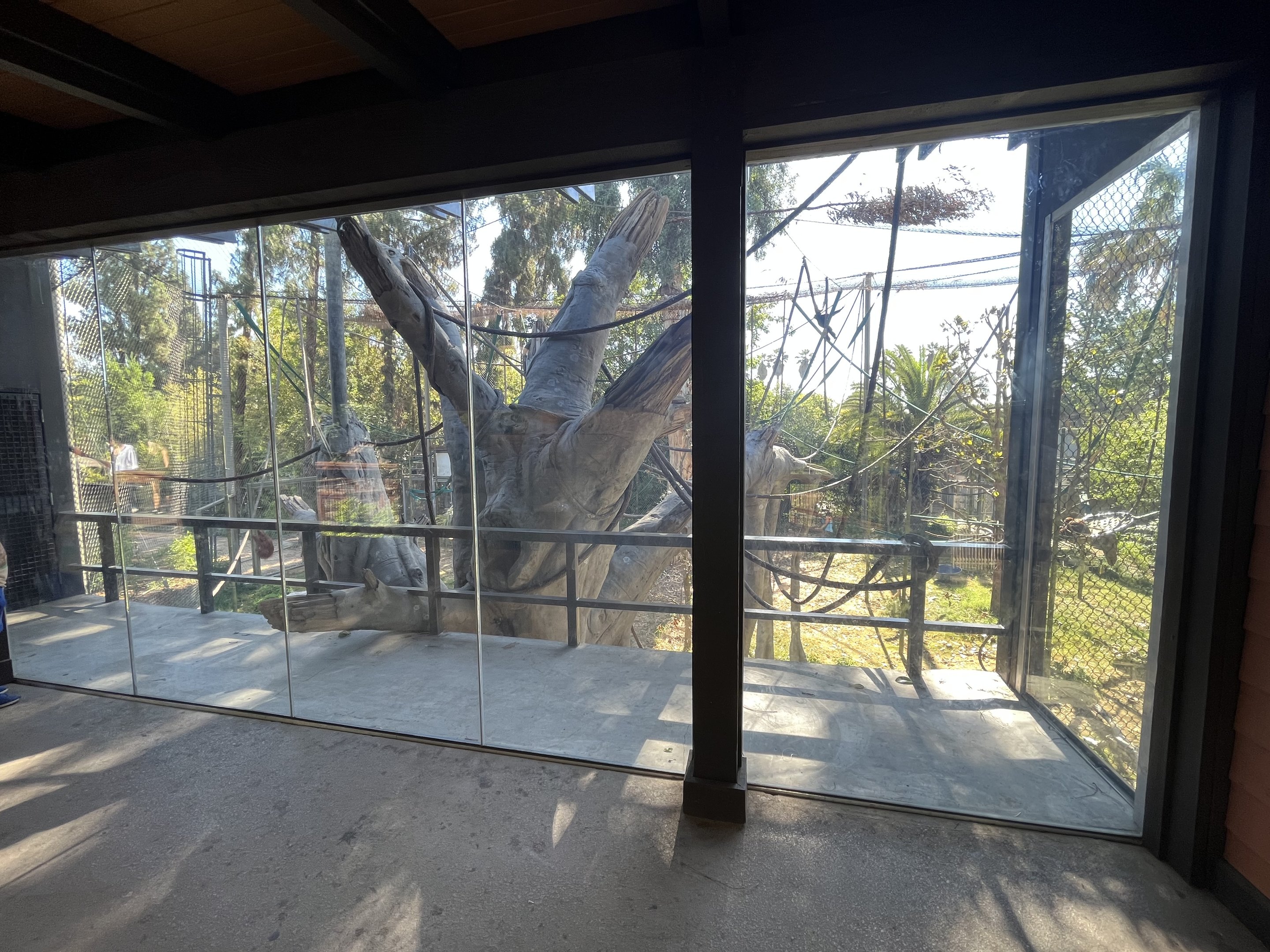 Orangutan/Siamang Exhibit - Renovated in 2023