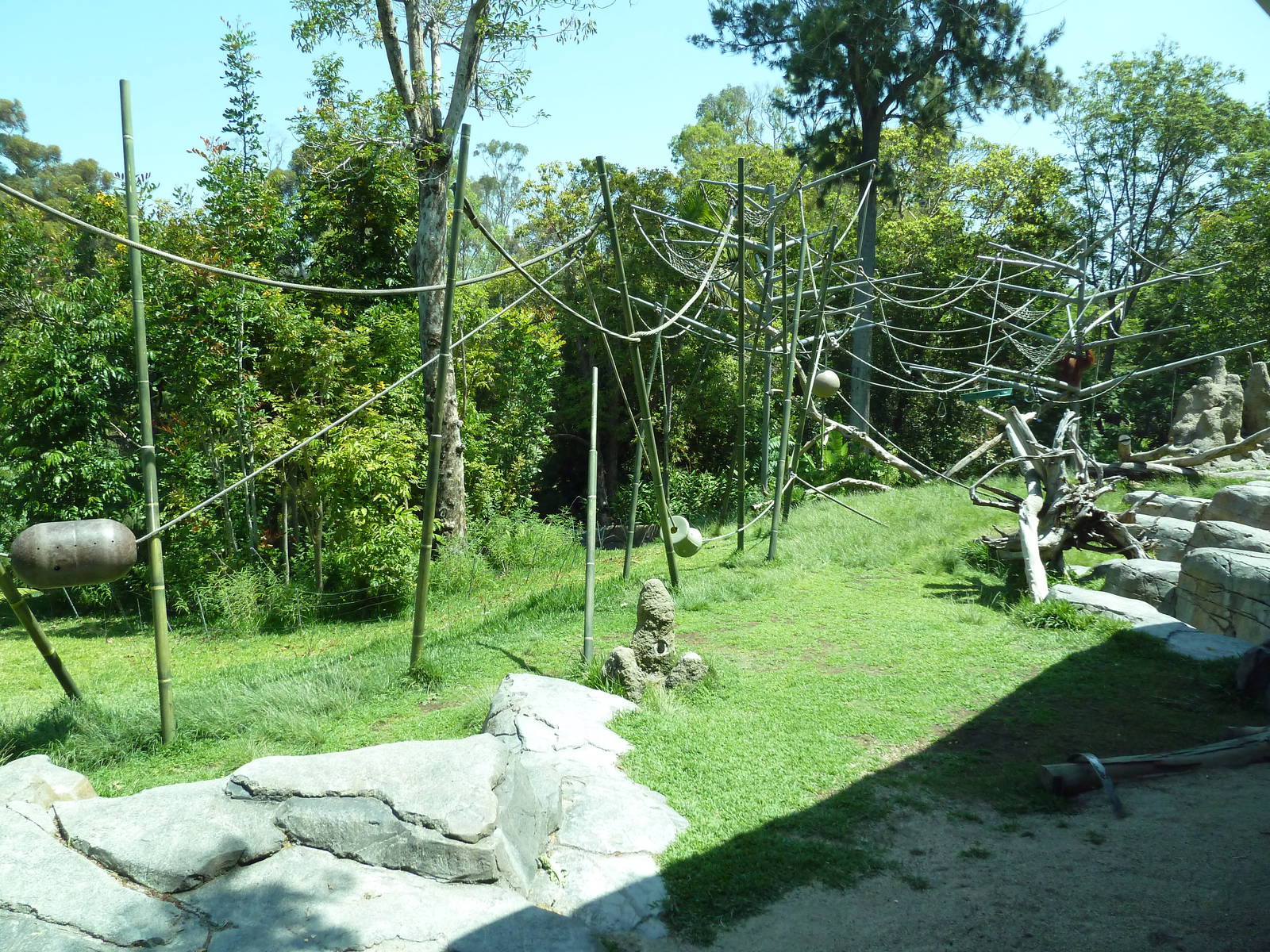 Orangutan/Siamang Exhibit