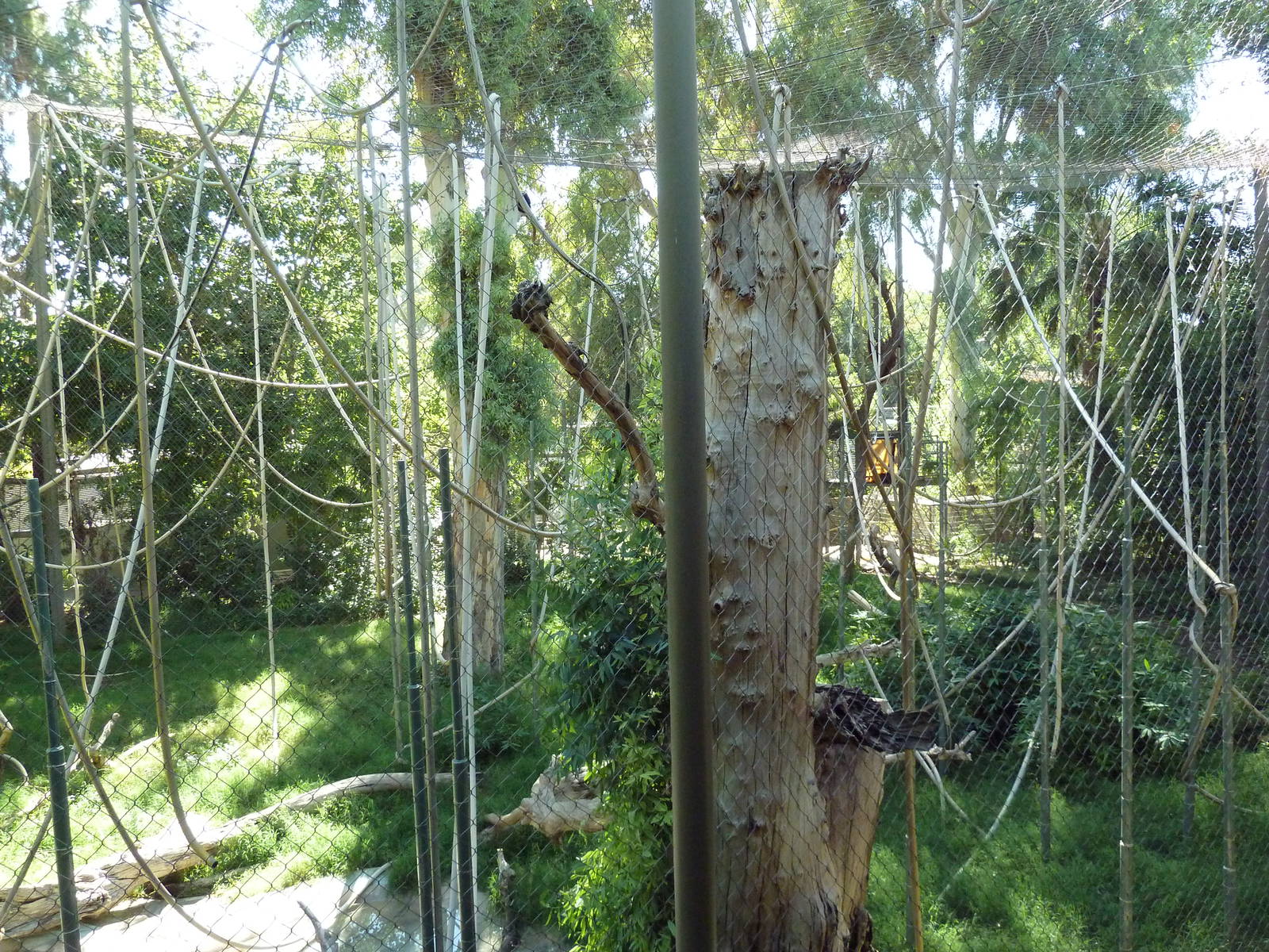 Orangutan/Siamang Exhibit