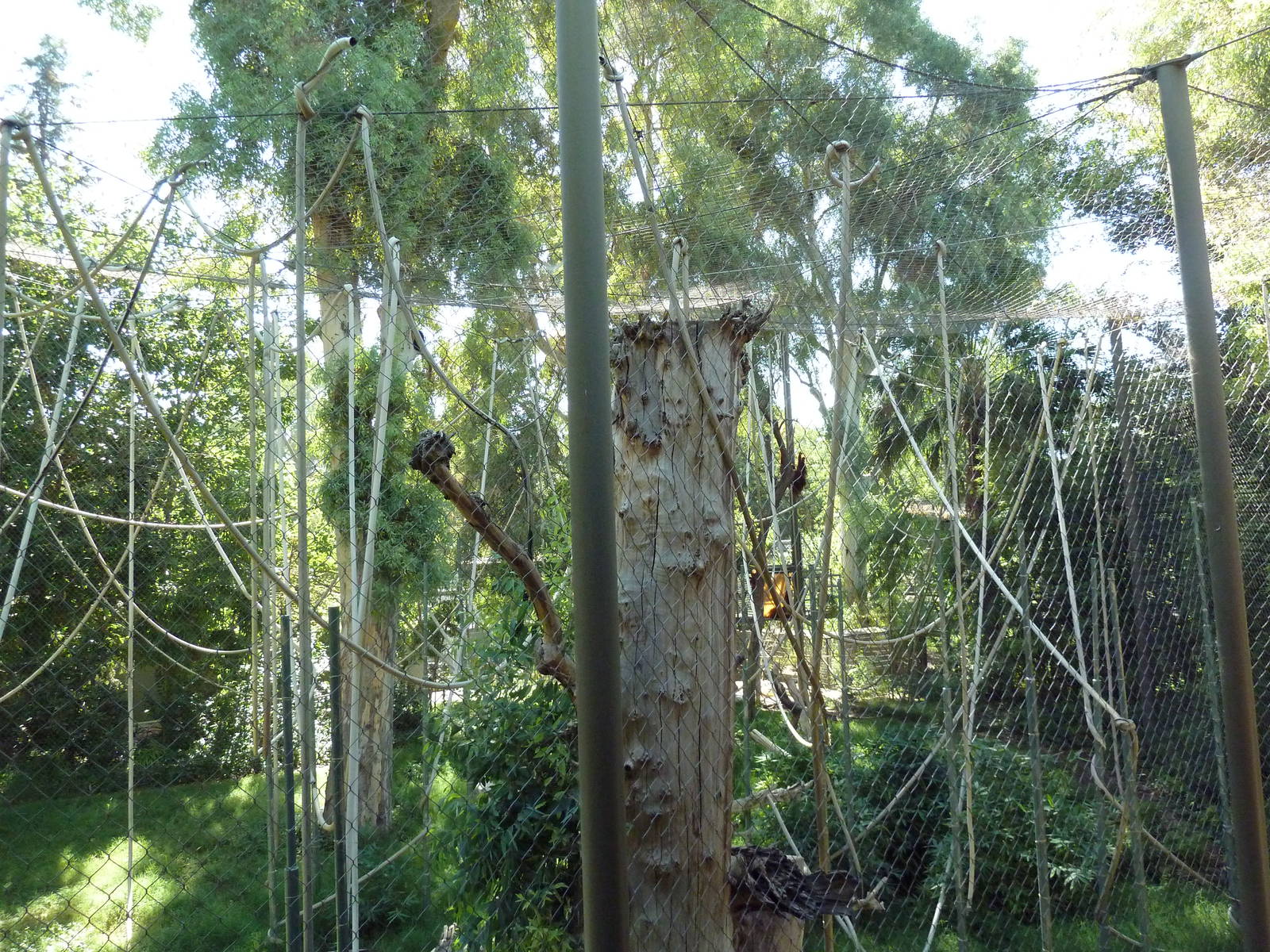 Orangutan/Siamang Exhibit
