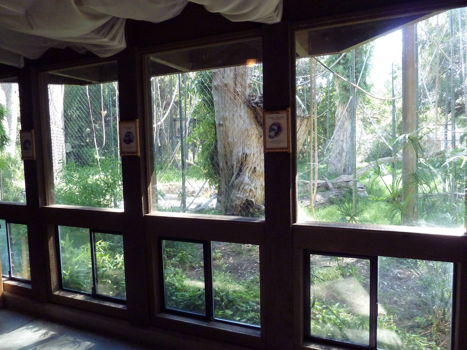 Orangutan/Siamang Exhibit