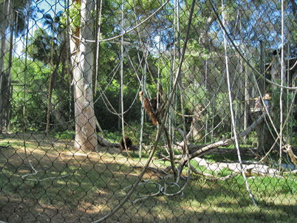 orangutan siamang exhibit