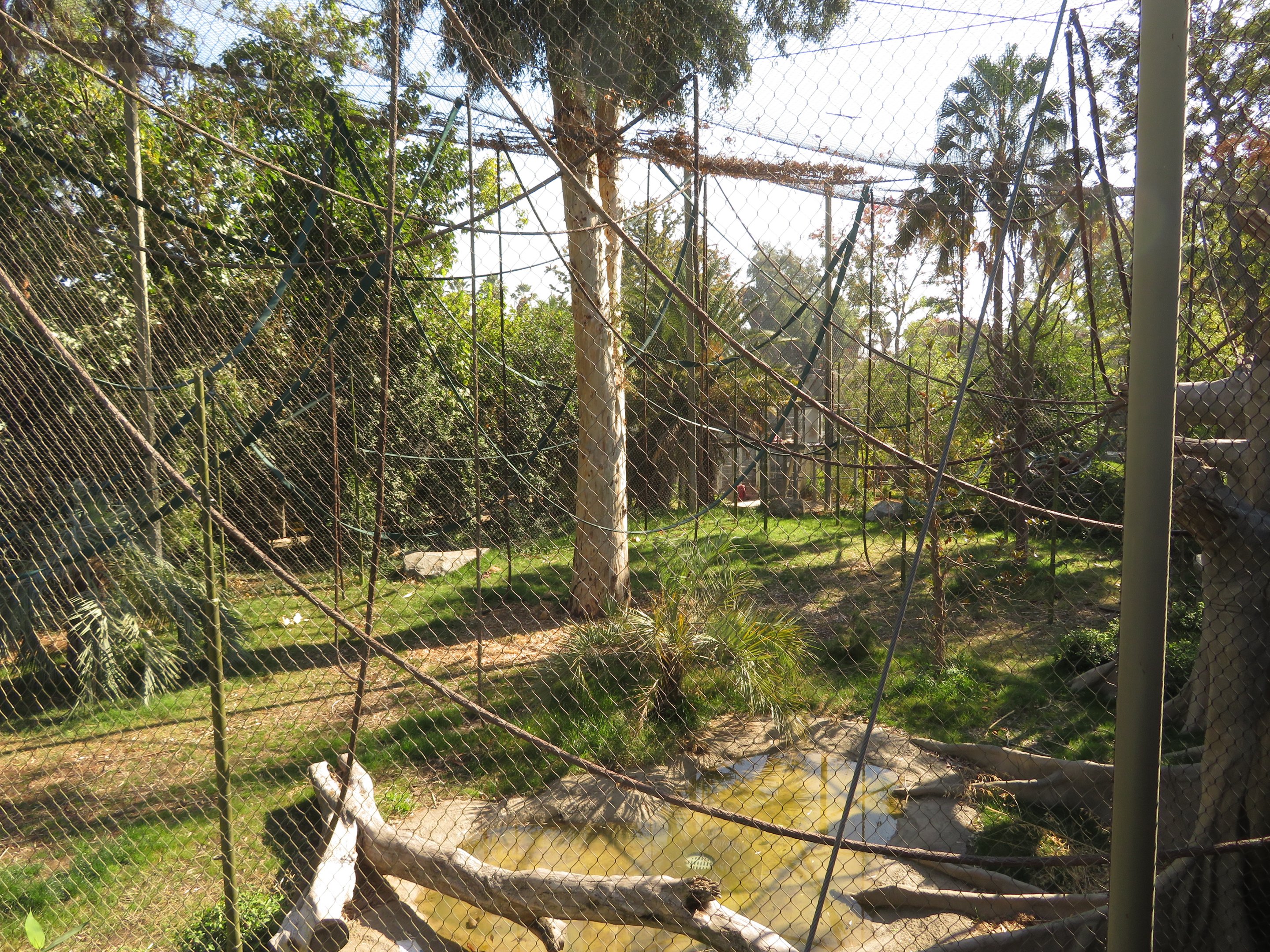 Orangutan/Siamang Exhibit