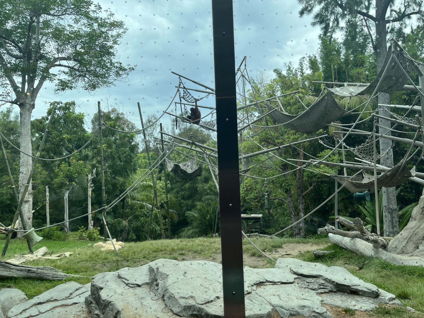 Orangutan & Siamang Exhibit