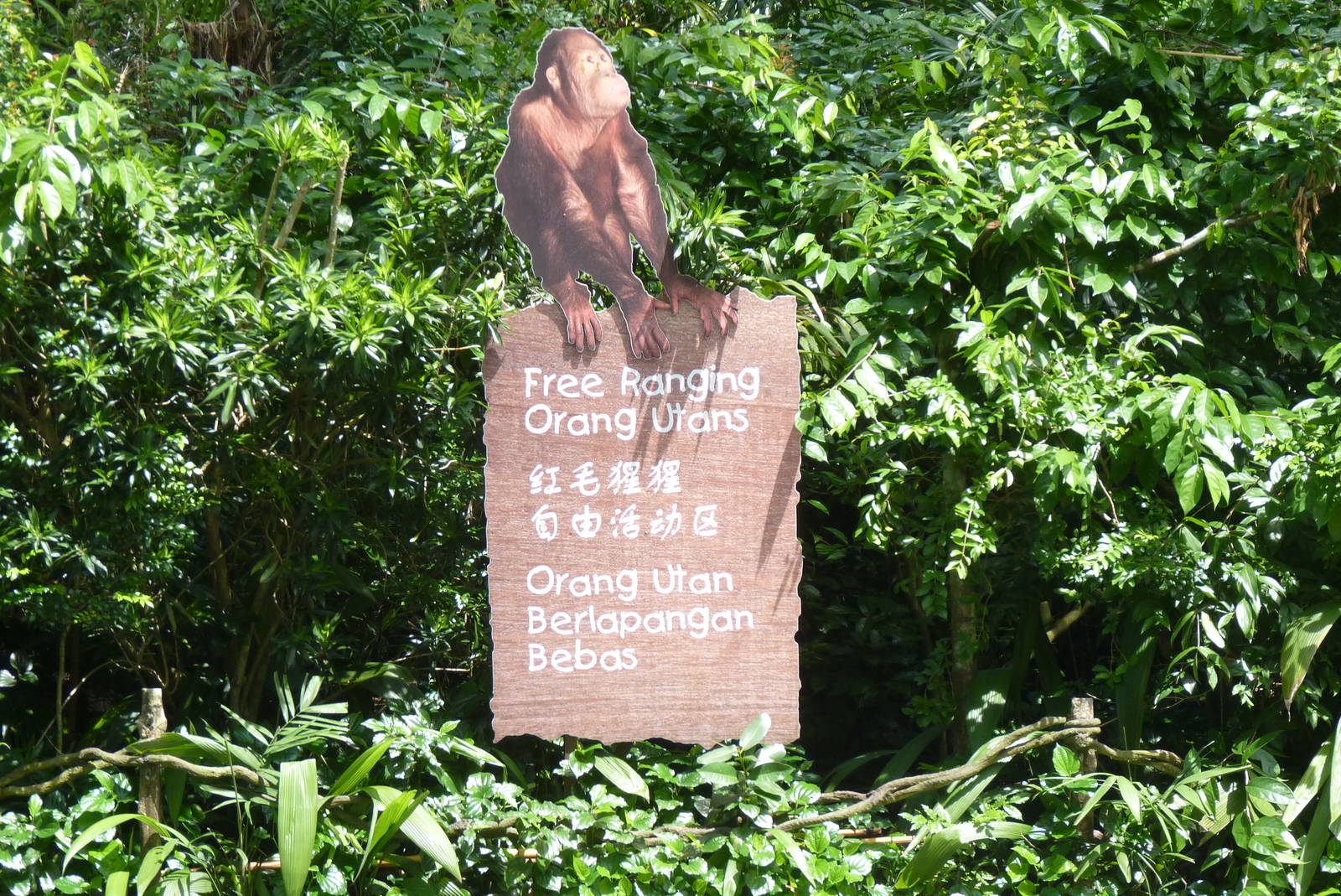 Orangutan sign, December 2015