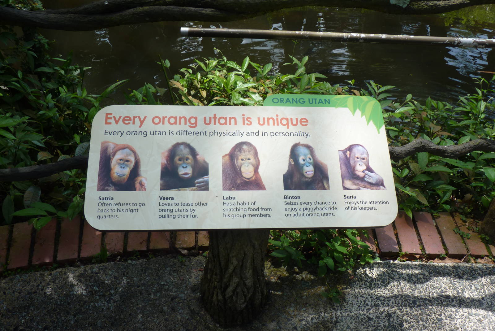 Orangutan sign, December 2015