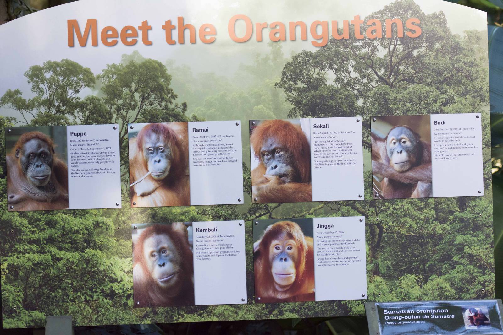Orangutan Signage