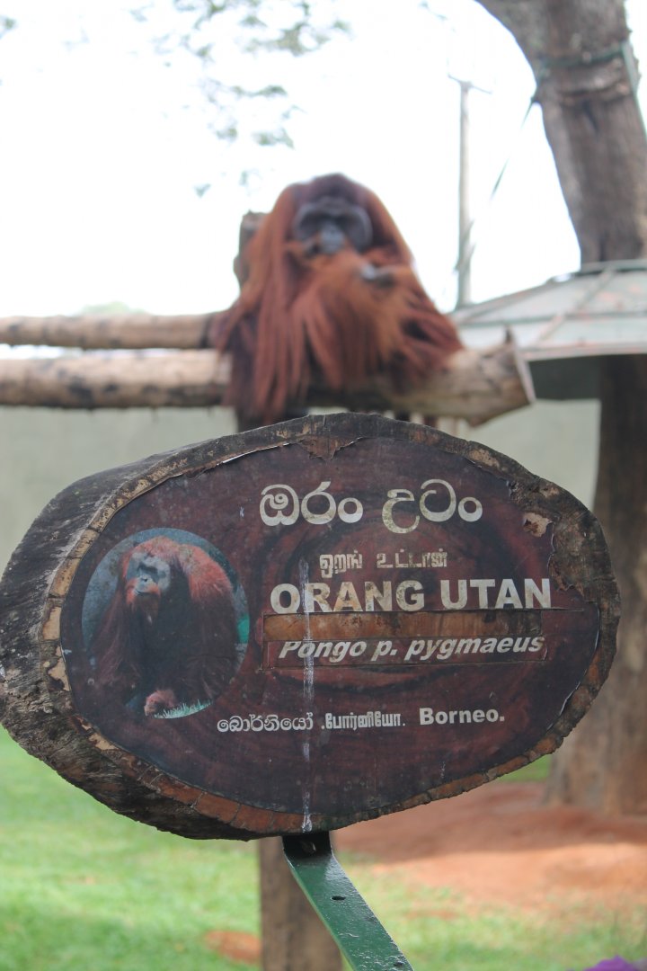 Orangutan signage