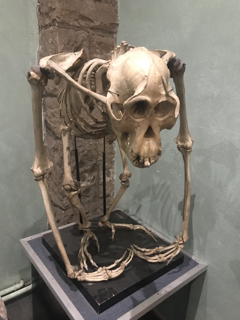 Orangutan  skeleton