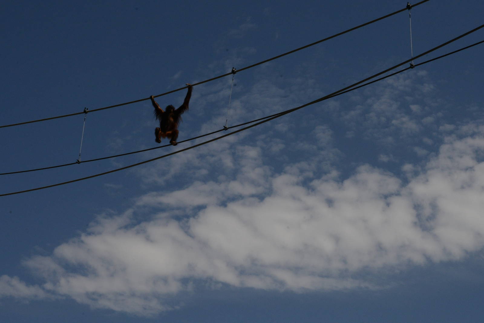Orangutan skywalk