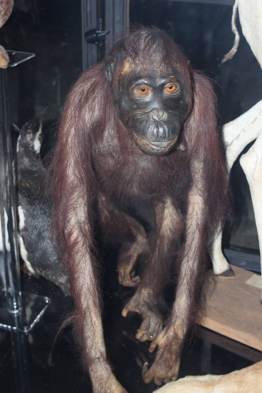 Orangutan (Taxidermy)