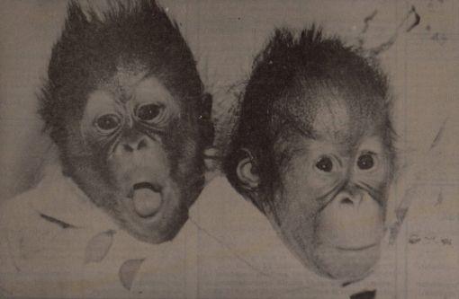 Orangutan twin Lisa and Lock