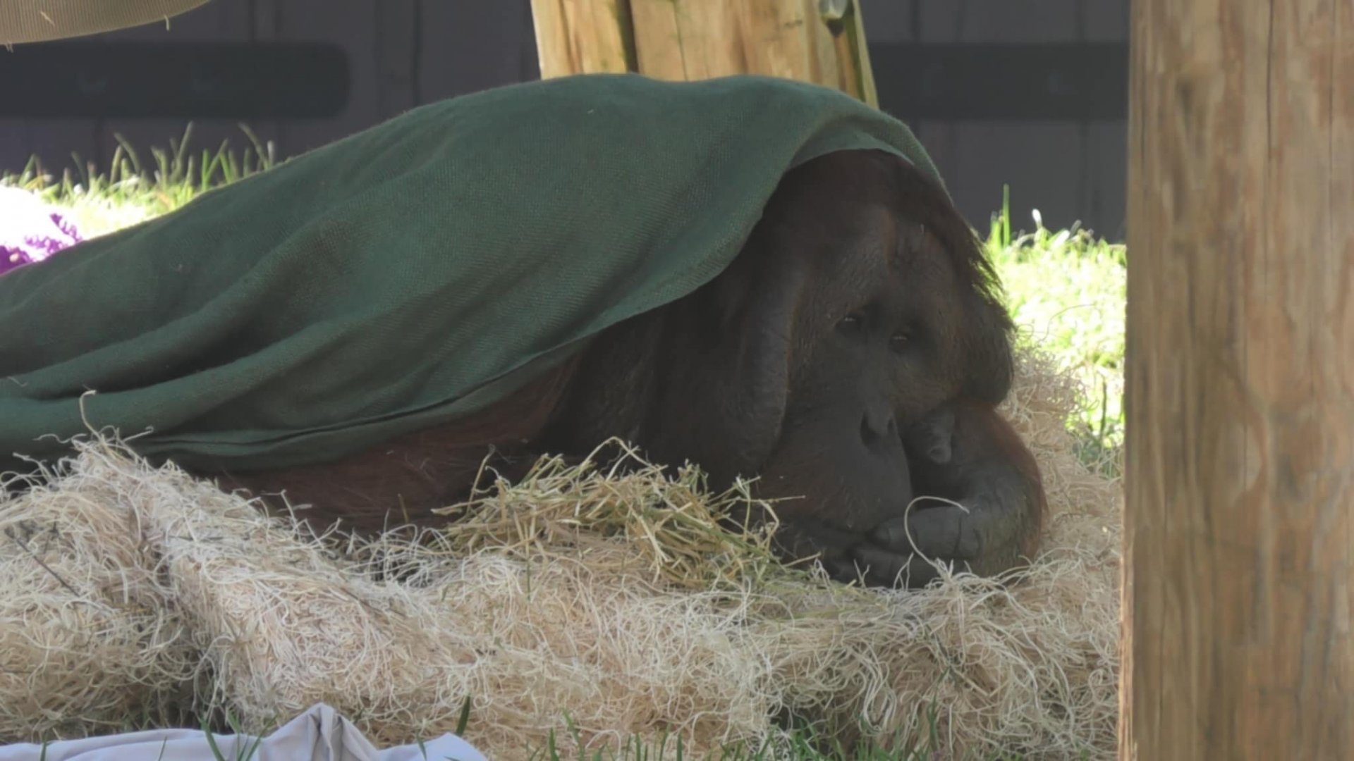 Orangutan underneath a blanket