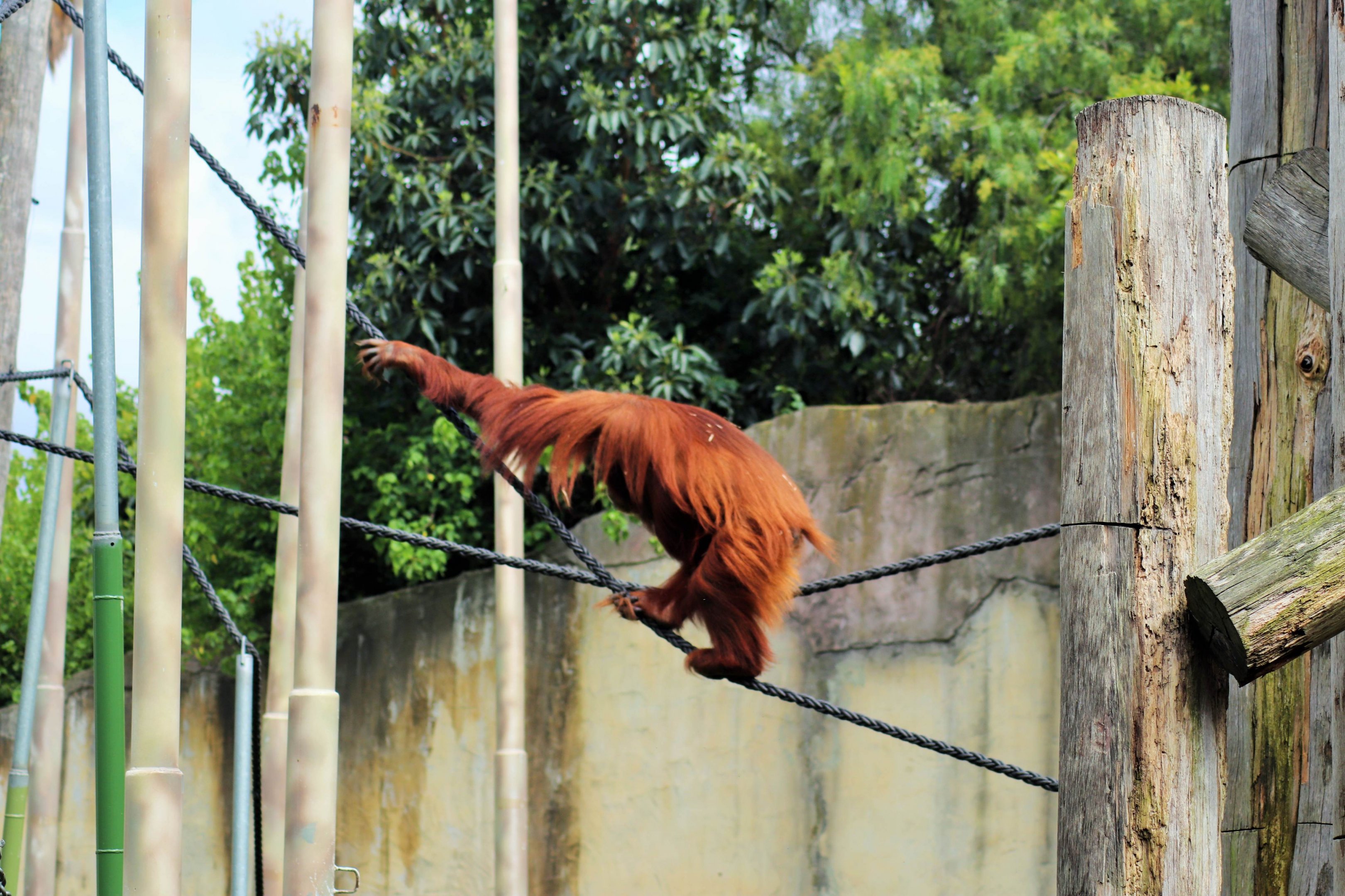Orangutan Using Ropes