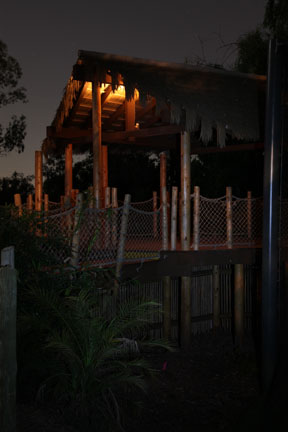 orangutan viewing platform