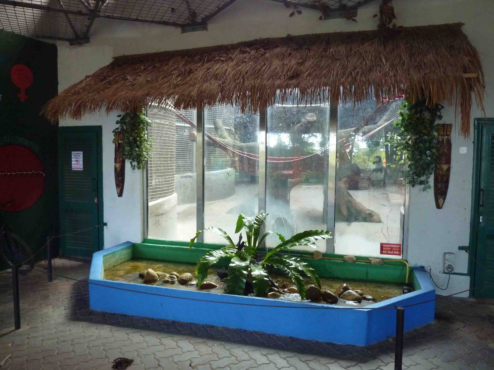 Orangutan viewing window, May 2013.