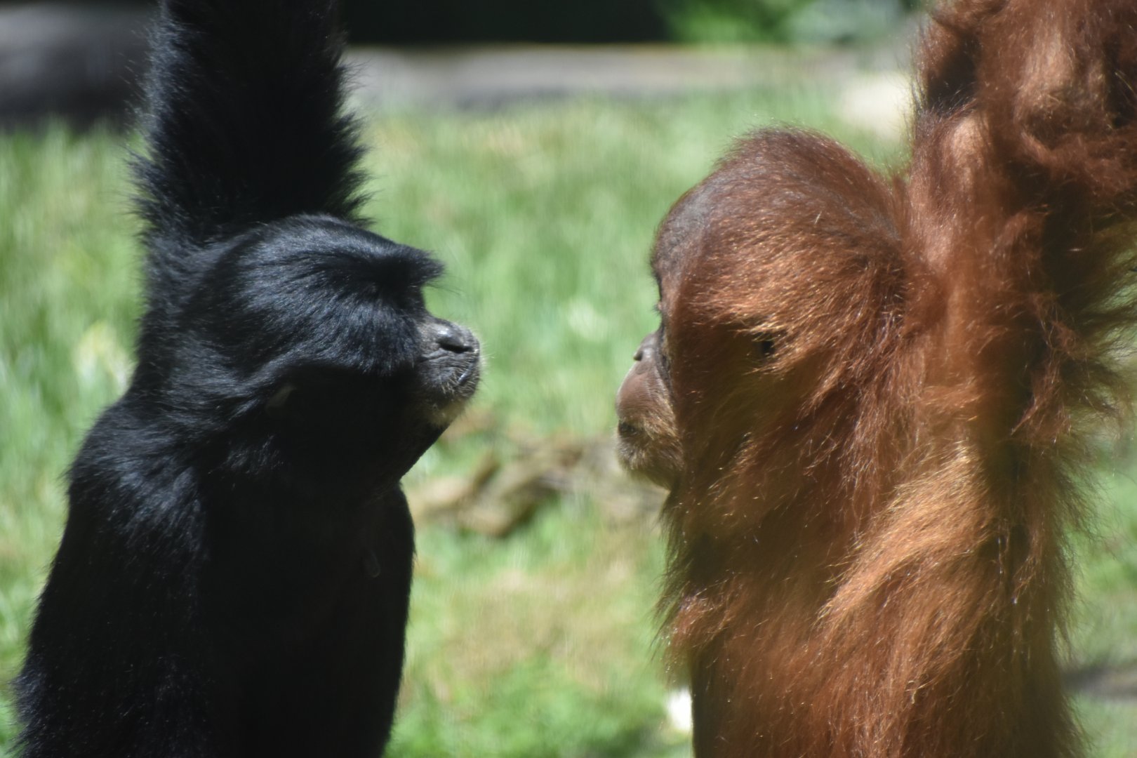 Orangutan vs. Gibbon Face Off