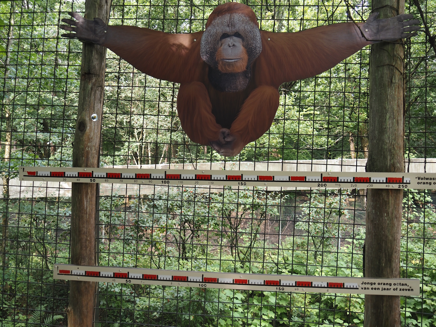 Orangutan wingspan signage, 2024-08-18