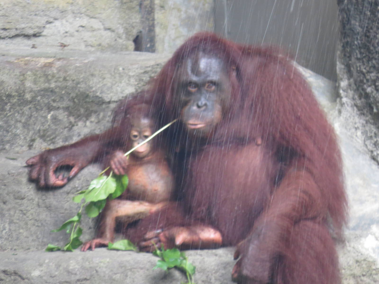Orangutan with shower