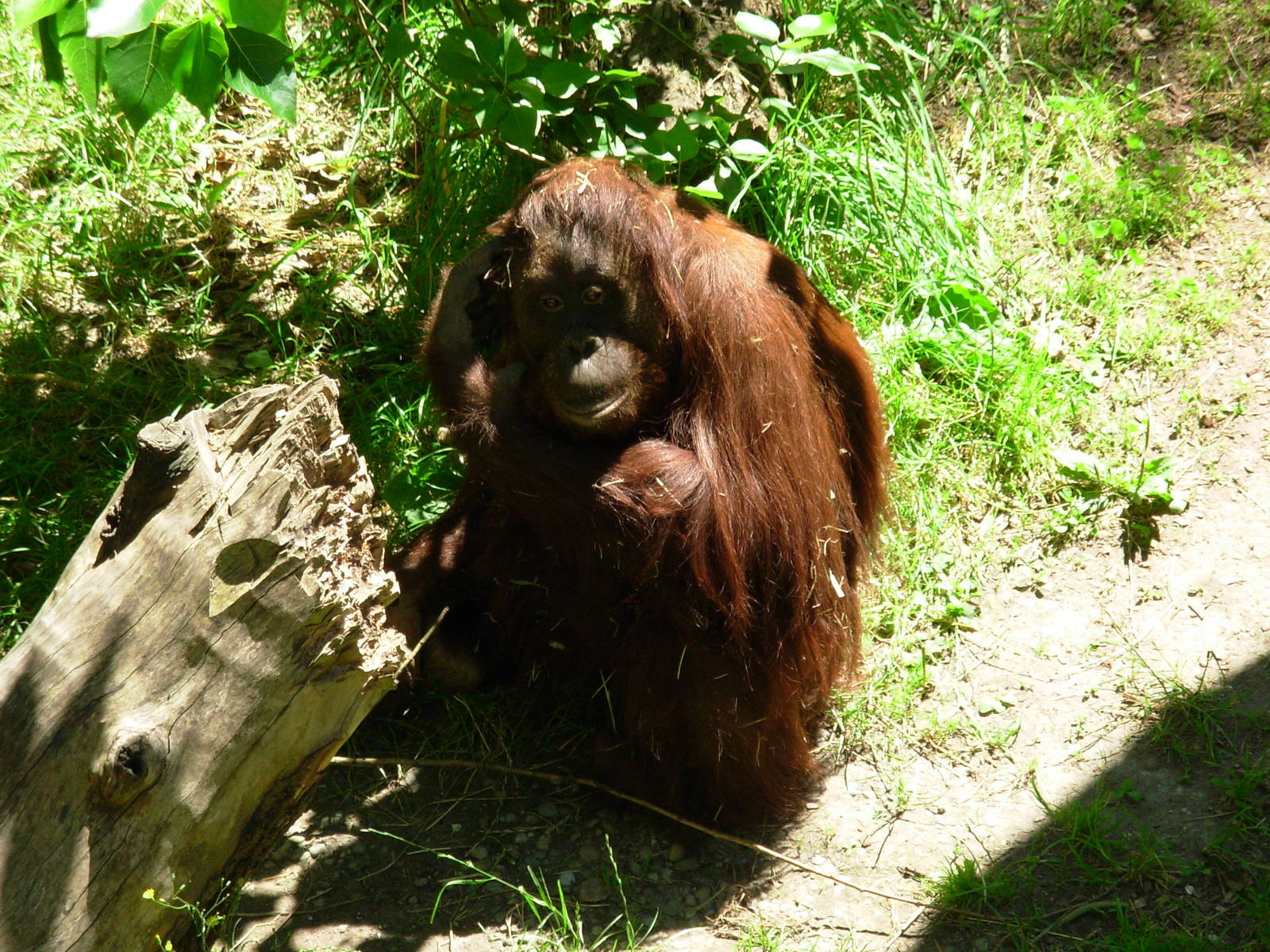 Orangutan - Woodland Park Zoo