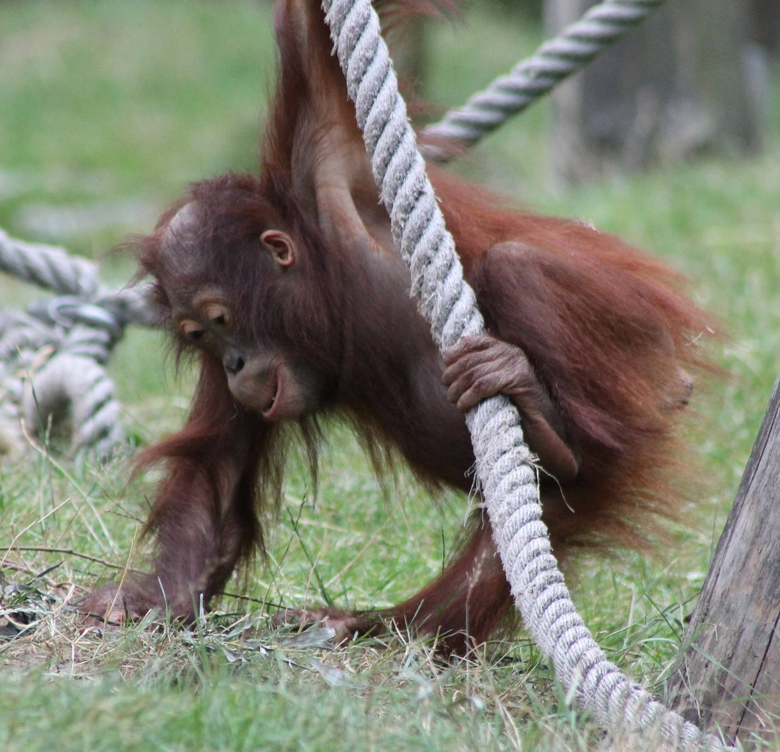 Orangutan young