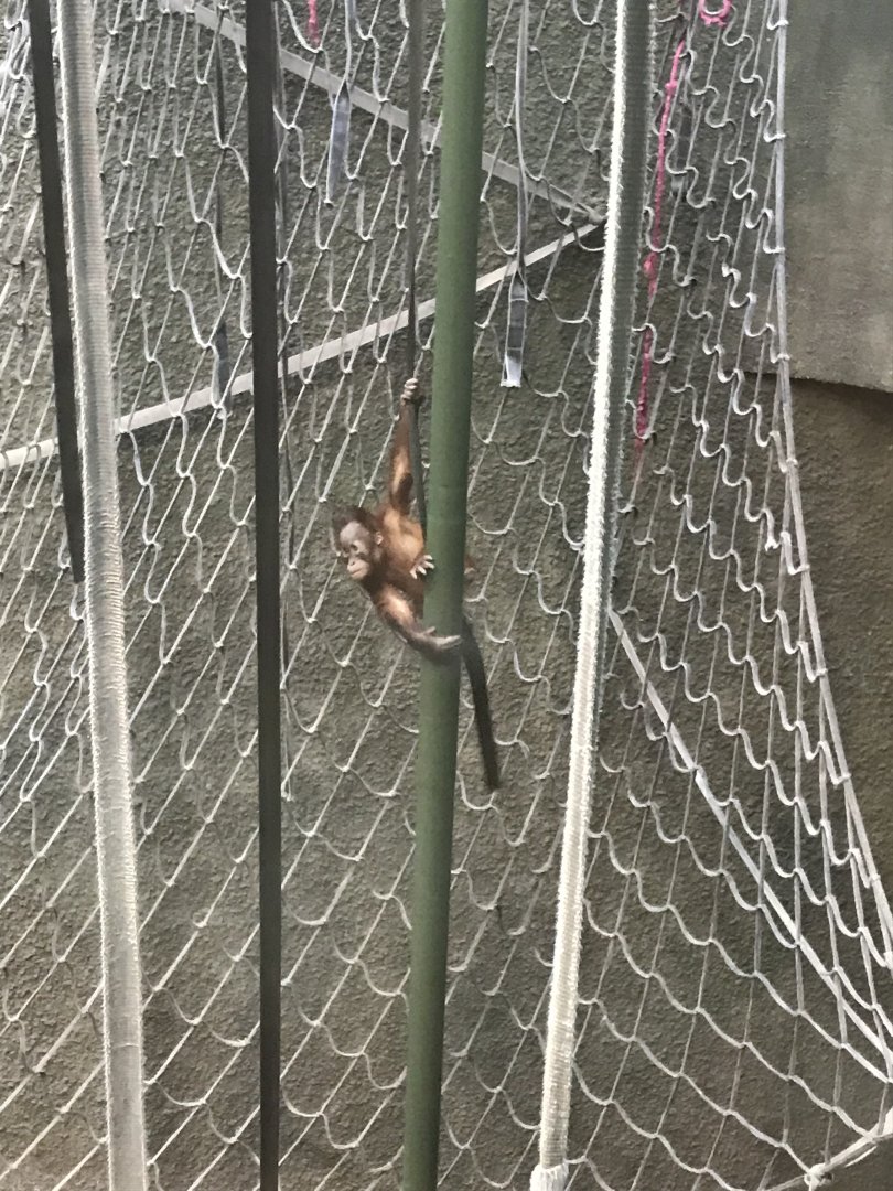 Orangutan youngster