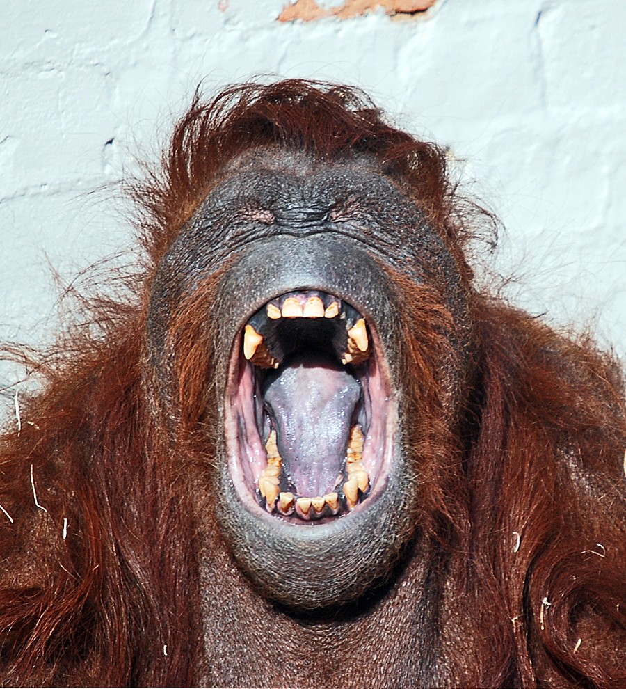 ORANGUTAN