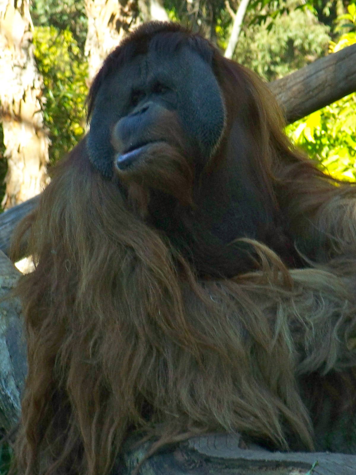 Orangutan