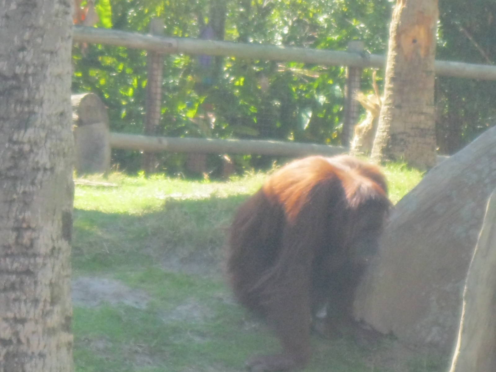 Orangutan