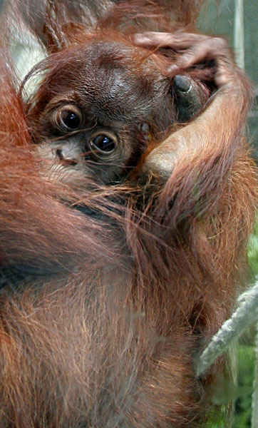 Orangutan