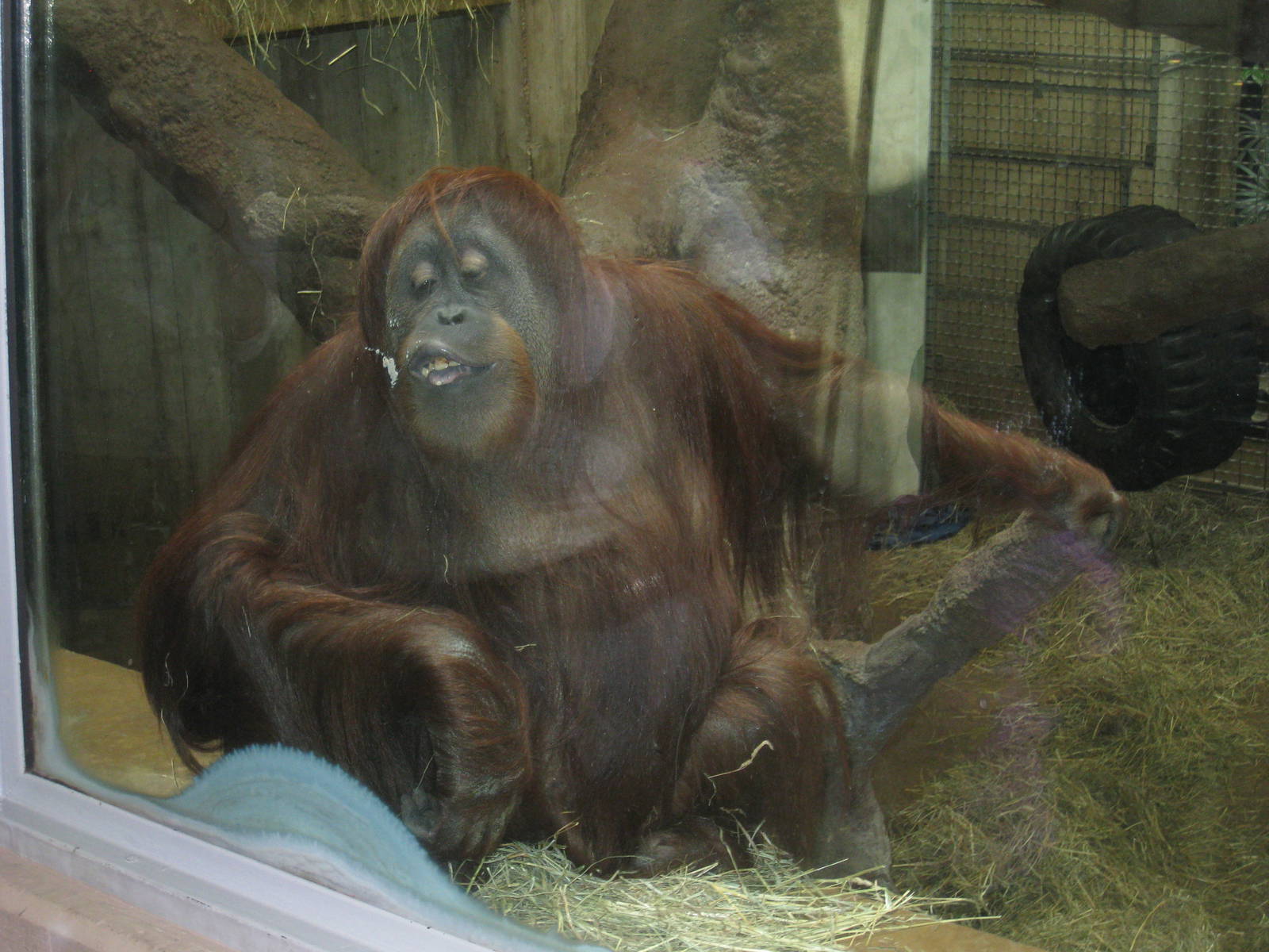 Orangutan