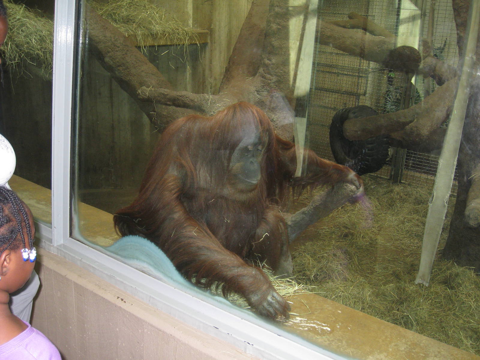 Orangutan