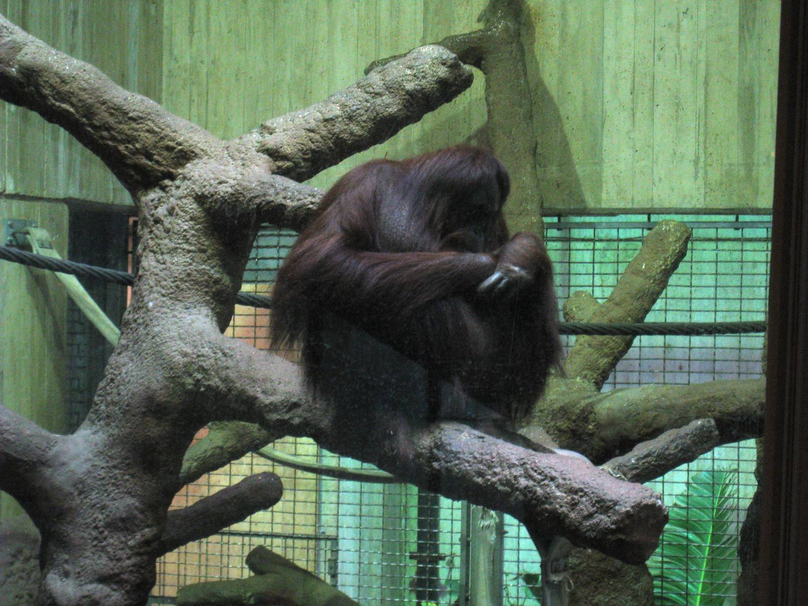 Orangutan