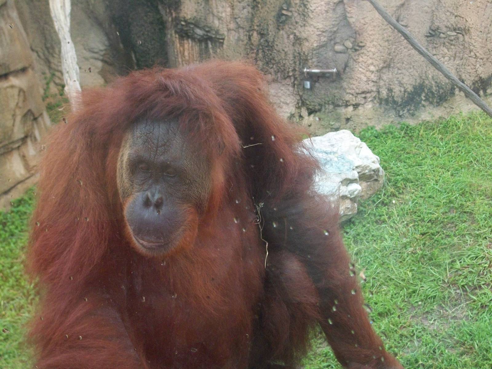 Orangutan