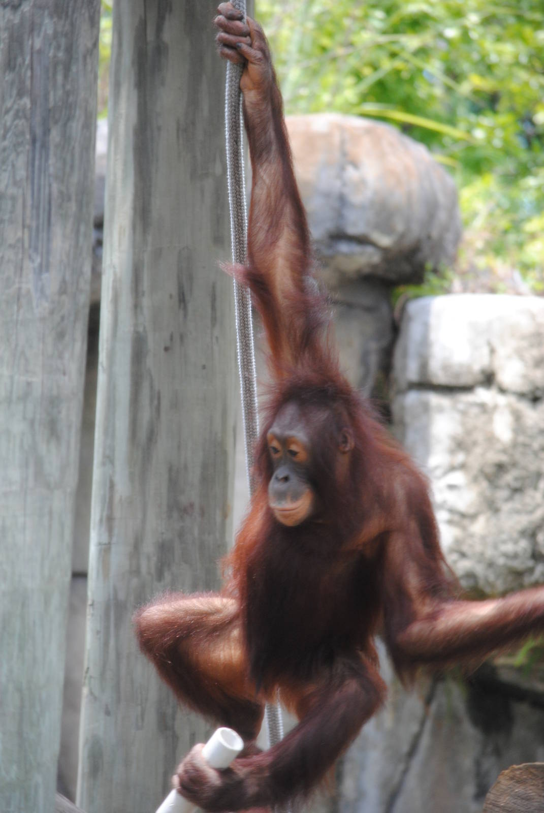 Orangutan
