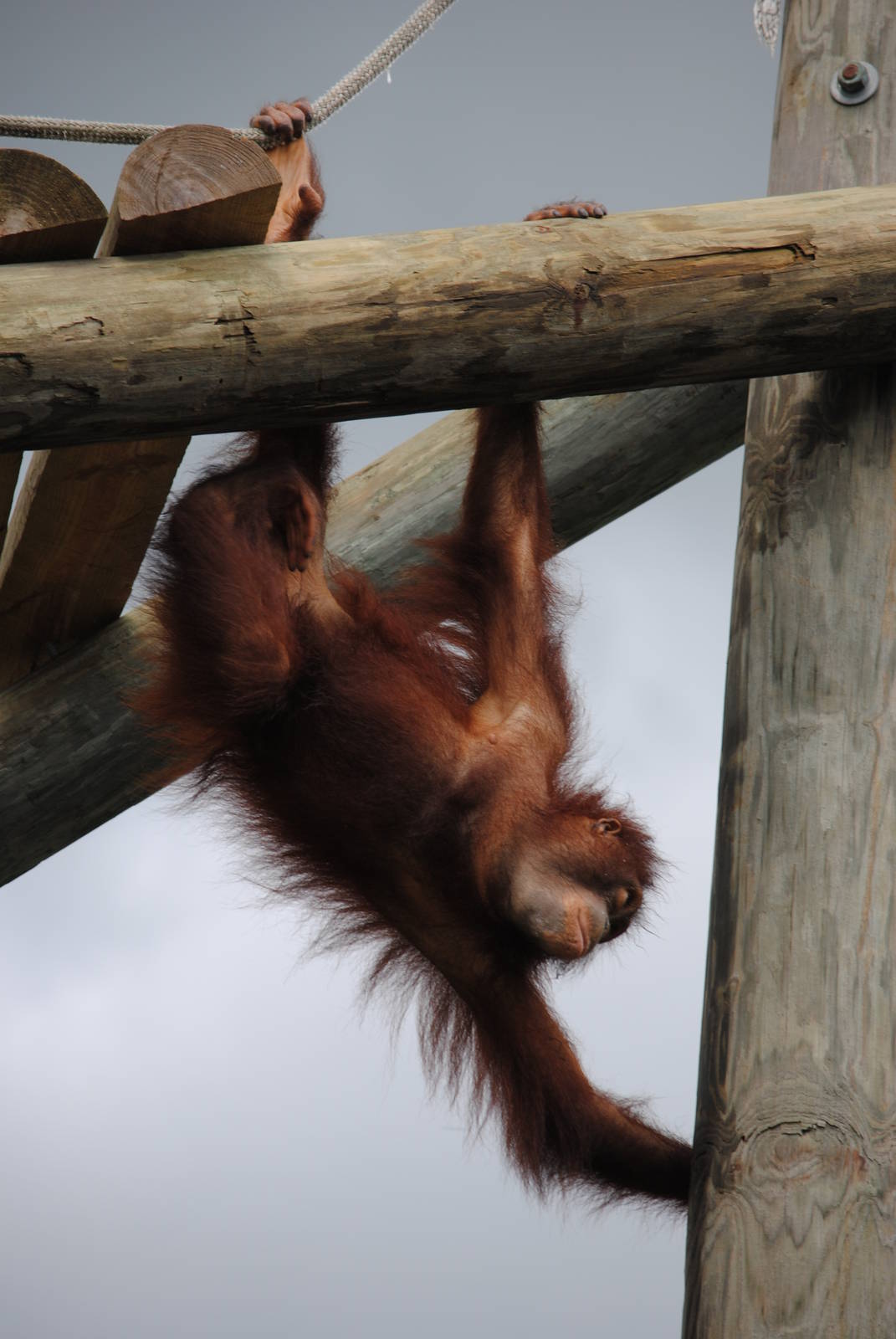Orangutan