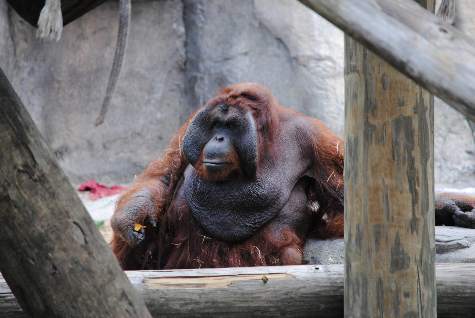 Orangutan