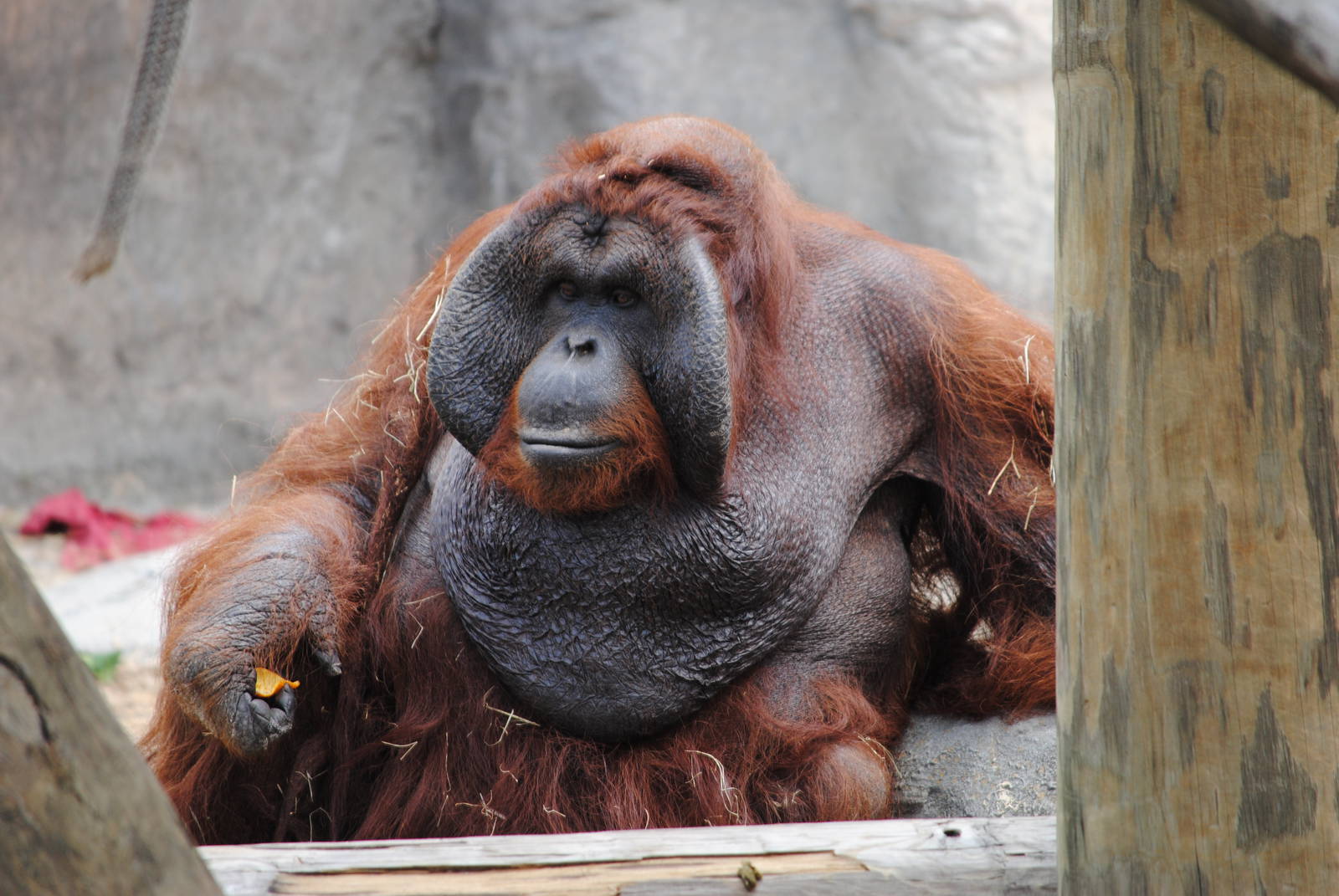 Orangutan