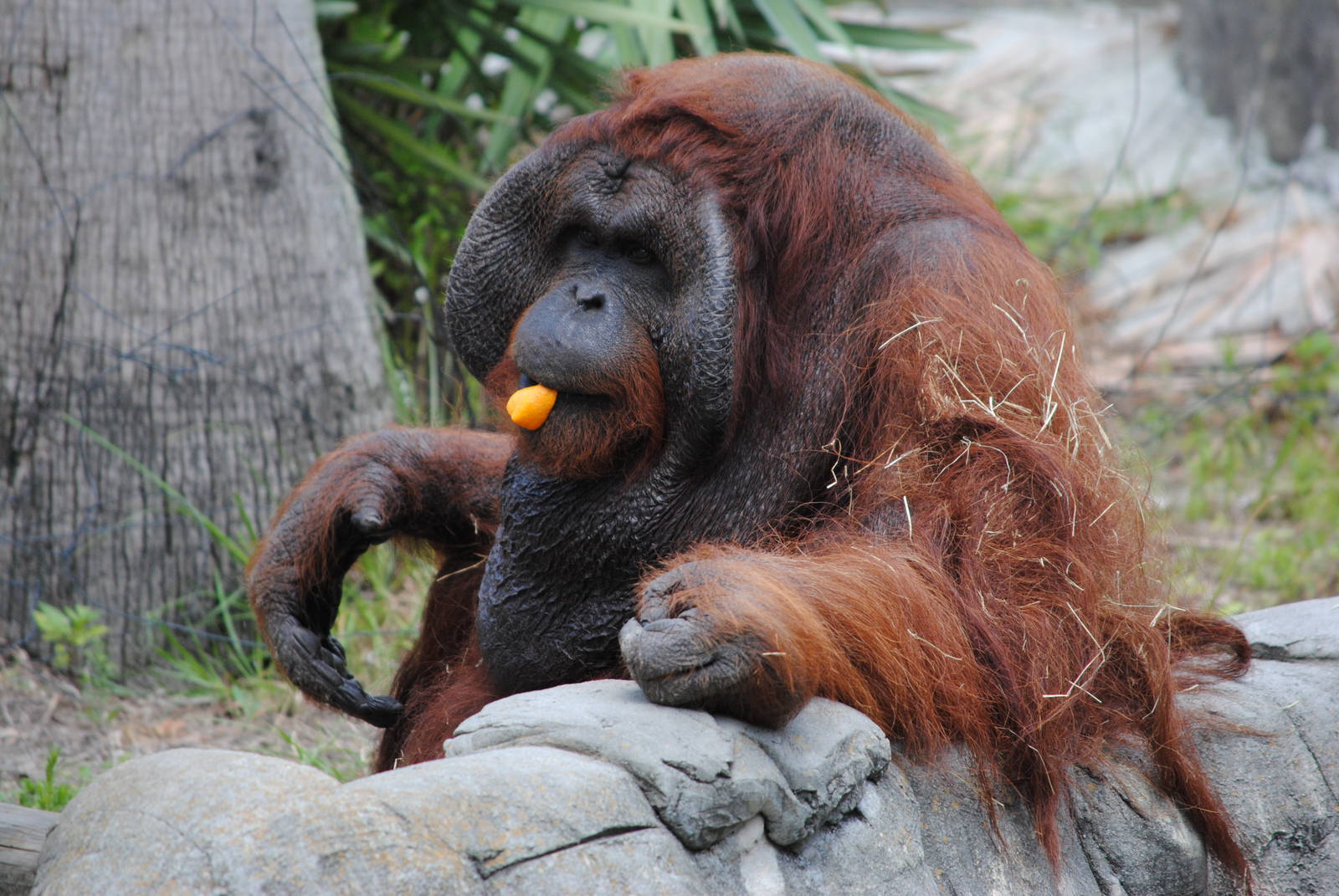 Orangutan