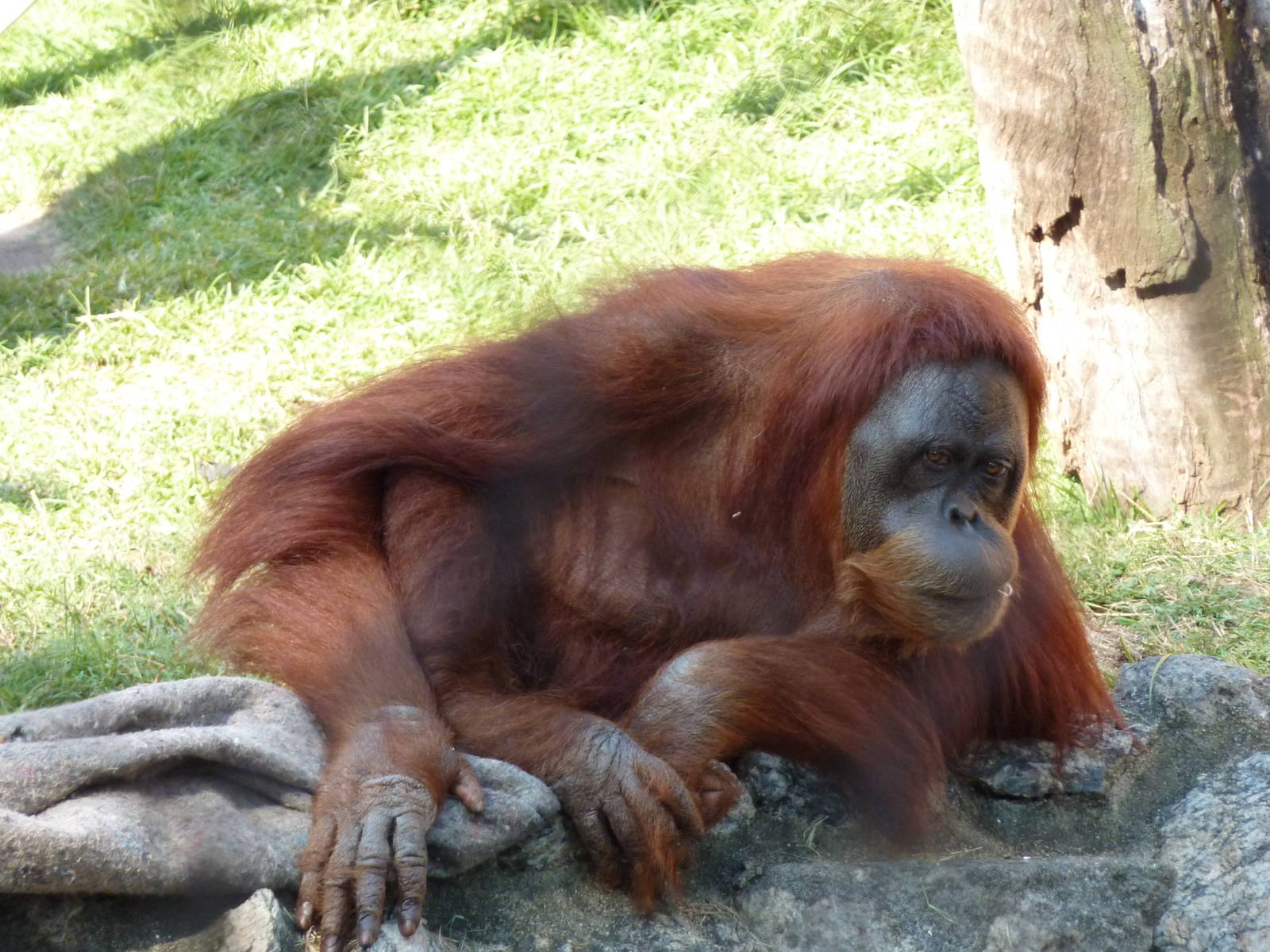 Orangutan