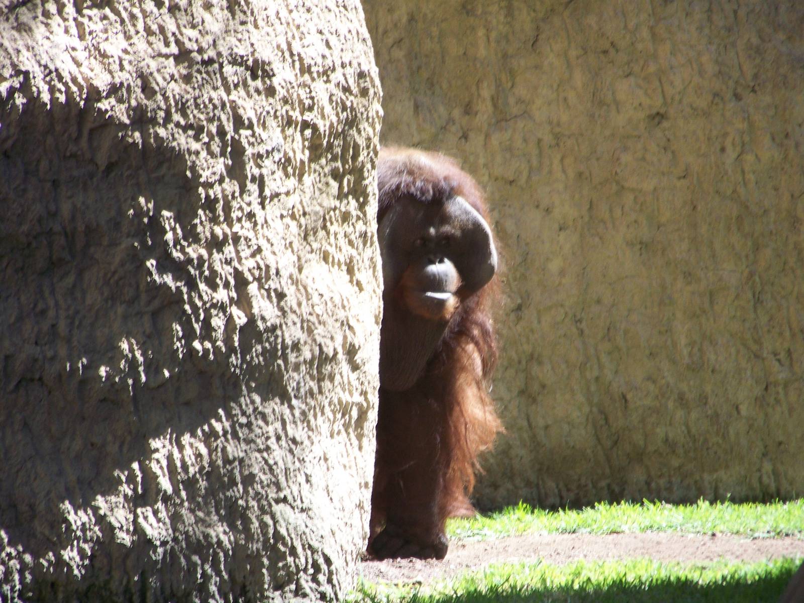 Orangutan
