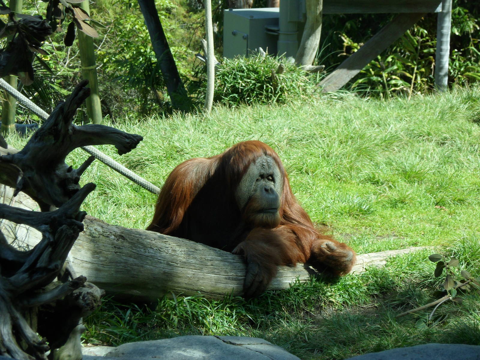 Orangutan