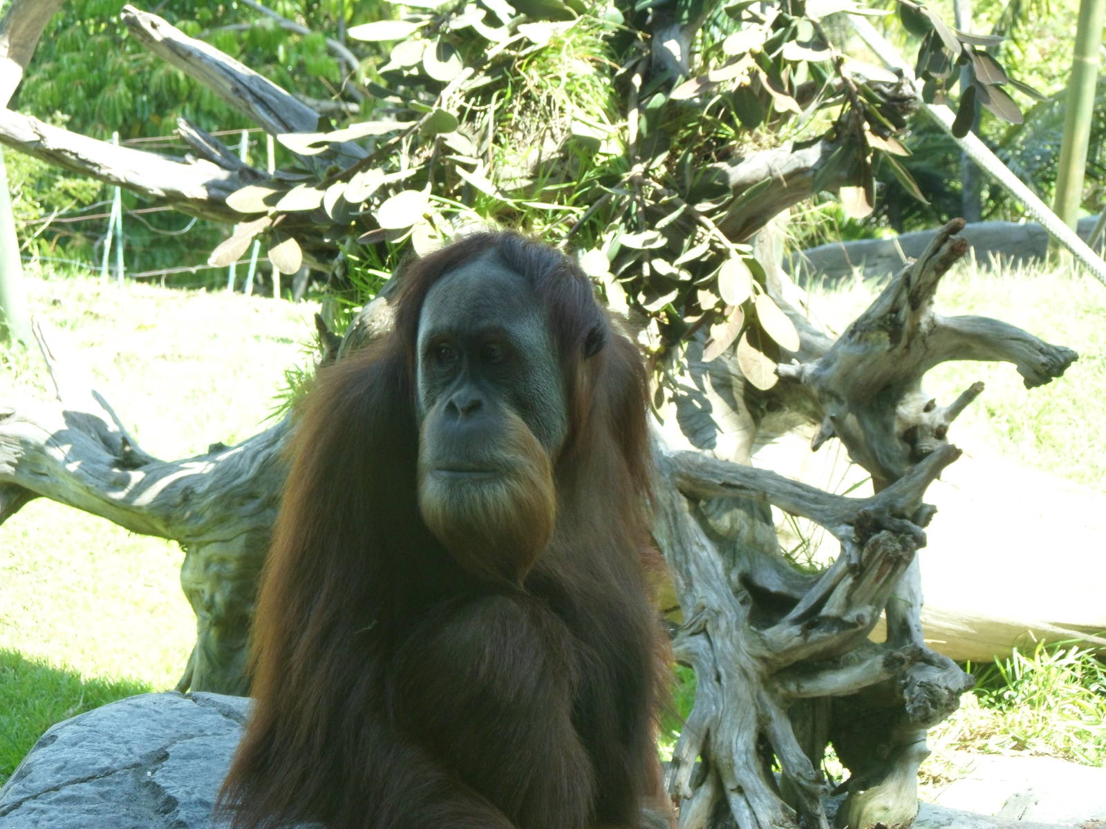 Orangutan