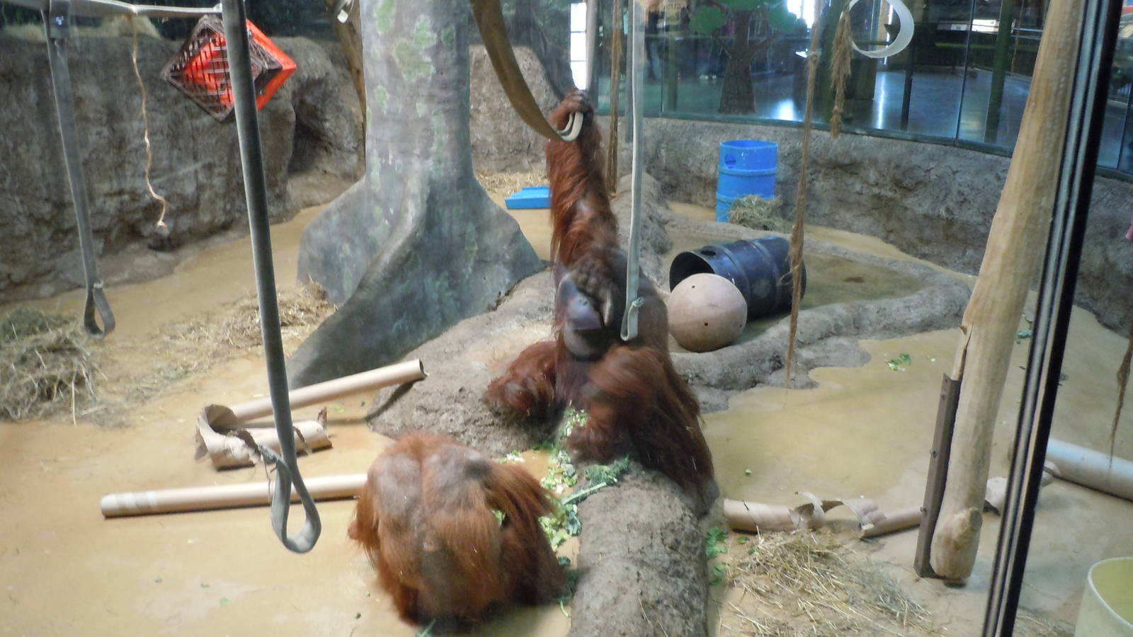 Orangutan