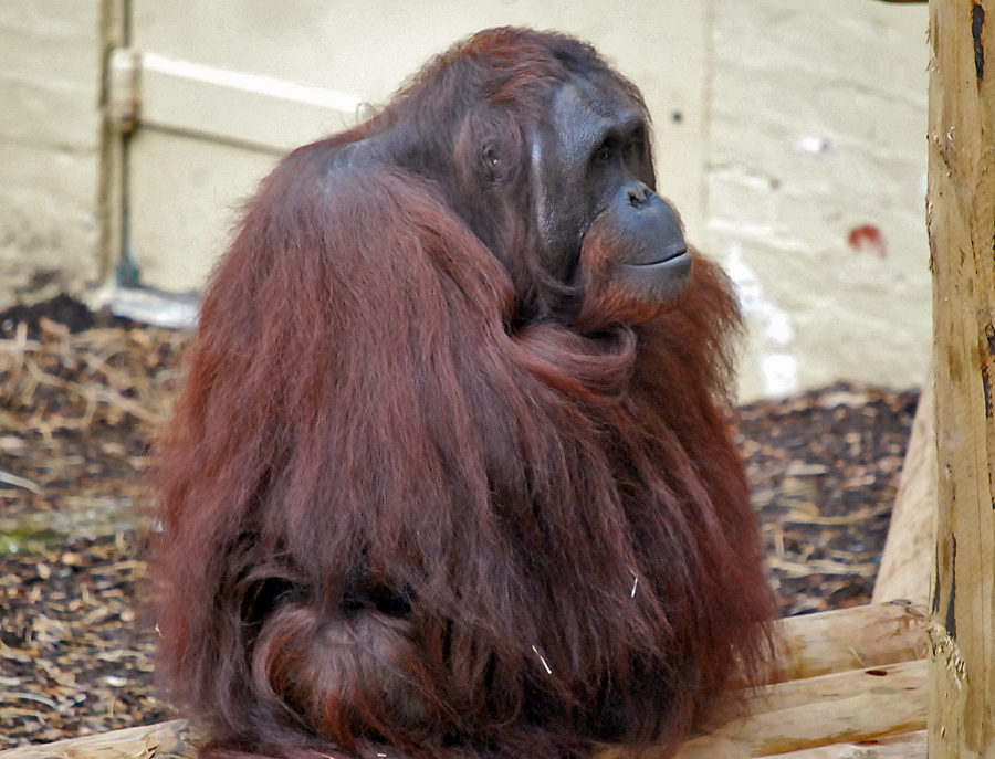 orangutan